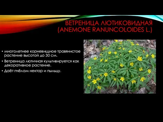 ВЕТРЕНИЦА ЛЮТИКОВИДНАЯ (ANEMONE RANUNCOLOIDES L.) многолетнее корневищное травянистое растение высотой до