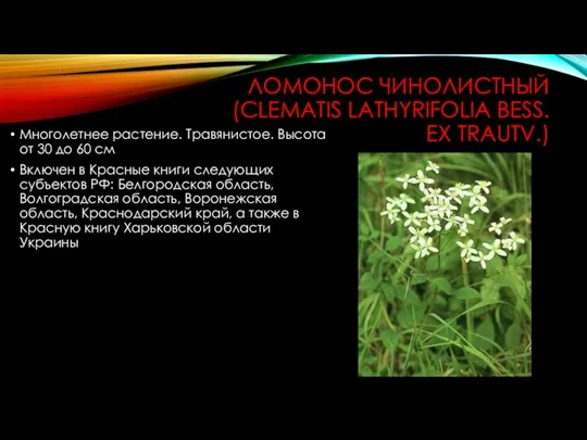 ЛОМОНОС ЧИНОЛИСТНЫЙ (CLEMATIS LATHYRIFOLIA BESS. EX TRAUTV.) Многолетнее растение. Травянистое. Высота