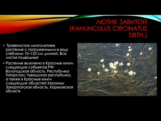 ЛЮТИК ЗАВИТОЙ (RANUNCULUS CIRCINATUS SIBTH.) Травянистое многолетнее растение с погруженными в