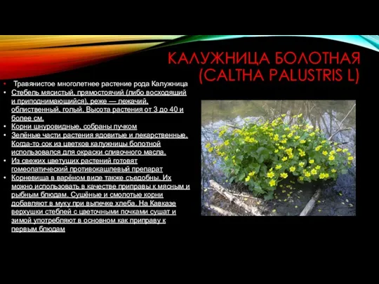 КАЛУЖНИЦА БОЛОТНАЯ (CALTHA PALUSTRIS L) Травянистое многолетнее растение рода Калужница Стебель