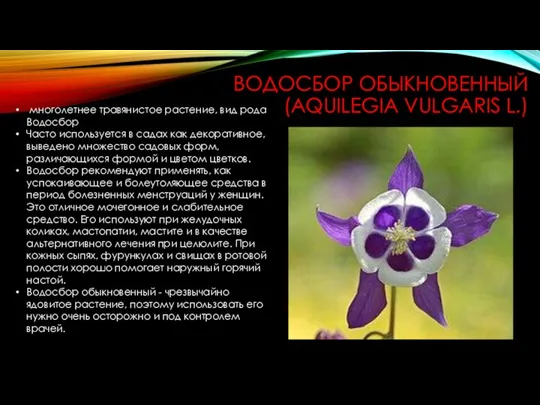 ВОДОСБОР ОБЫКНОВЕННЫЙ (AQUILEGIA VULGARIS L.) многолетнее травянистое растение, вид рода Водосбор