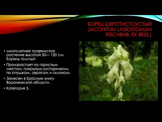 БОРЕЦ ШЕРСТИСТОУСТЫЙ (ACONITUM LASIOSTOMUM REICHENB. EX BESS.) многолетнее травянистое растение высотой