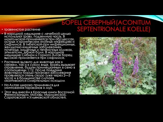 БОРЕЦ СЕВЕРНЫЙ(ACONITUM SEPTENTRIONALE KOELLE) травянистое растение В народной медицине с лечебной