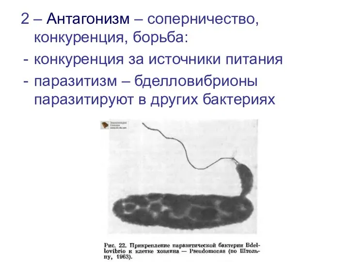 2 – Антагонизм – соперничество, конкуренция, борьба: конкуренция за источники питания