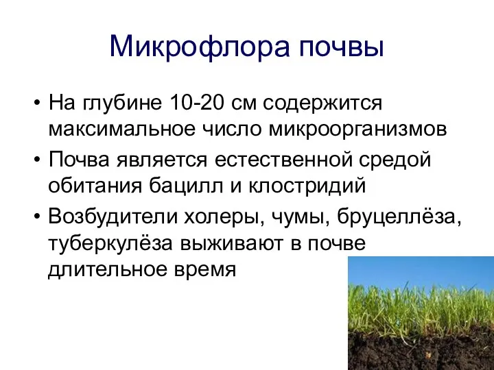 Микрофлора почвы На глубине 10-20 см содержится максимальное число микроорганизмов Почва