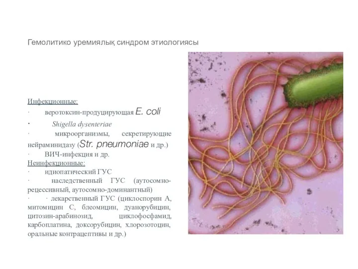 Гемолитико уремиялық синдром этиологиясы Инфекционные: · веротоксин-продуцирующая E. coli · Shigella