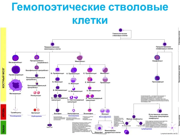 Гемопоэтические стволовые клетки