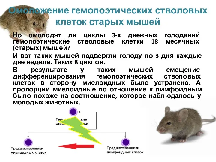 Но омолодят ли циклы 3-х дневных голоданий гемопоэтические стволовые клетки 18