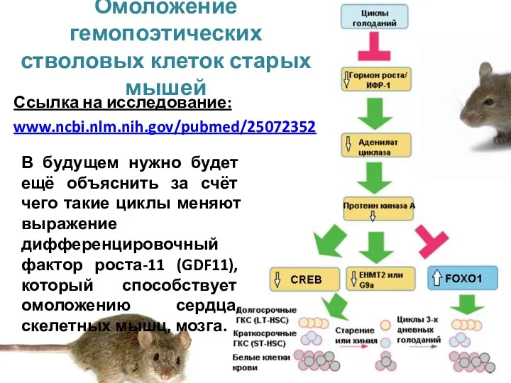 Омоложение гемопоэтических стволовых клеток старых мышей Ссылка на исследование: www.ncbi.nlm.nih.gov/pubmed/25072352 В