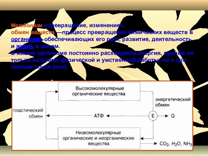 Метаболи́зм «превращение, изменение», обмен веществ —процесс превращения химических веществ в организме,