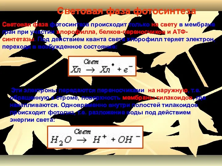 Световая фаза фотосинтеза происходит только на свету в мембране гран при