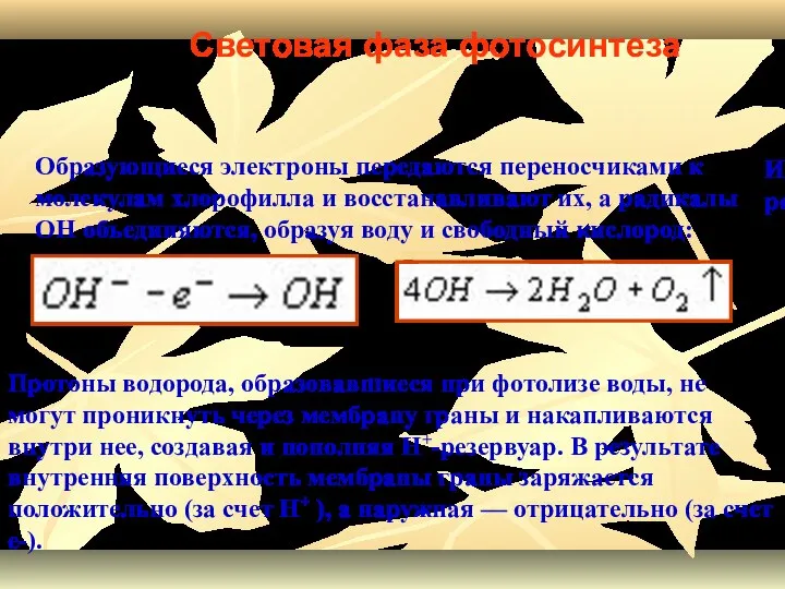 Ионы гидроксила отдают свои электроны, превращаясь в реакционноспособные радикалы ОН: Протоны