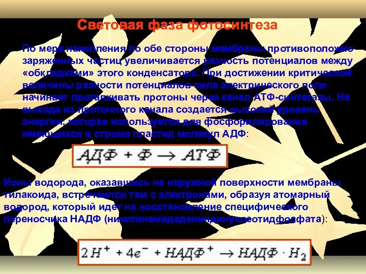 По мере накопления по обе стороны мембраны противоположно заряженных частиц увеличивается