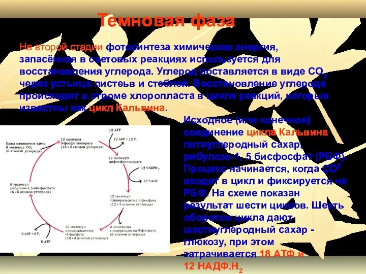 На второй стадии фотосинтеза химическая энергия, запасённая в световых реакциях используется