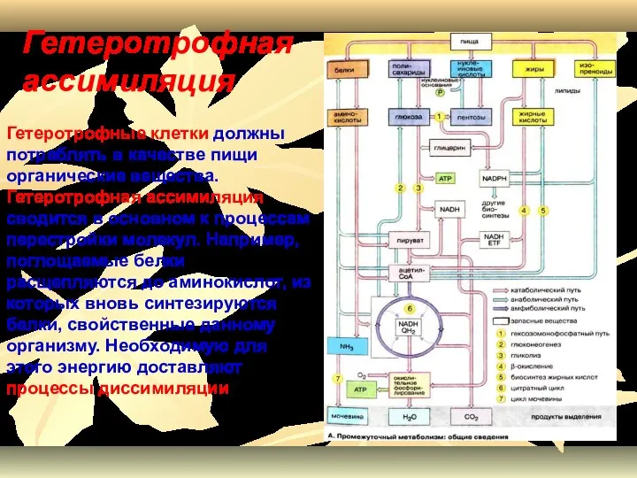 Гетеротрофные клетки должны потреблять в качестве пищи органические вещества. Гетеротрофная ассимиляция