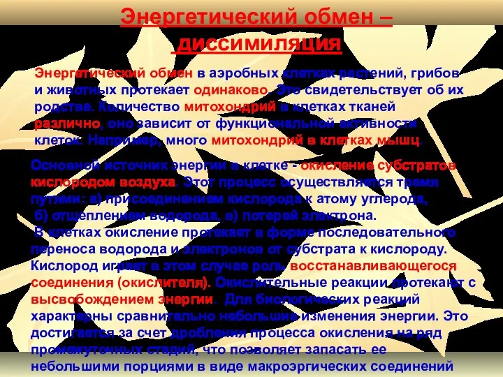 Энергетический обмен в аэробных клетках растений, грибов и животных протекает одинаково.