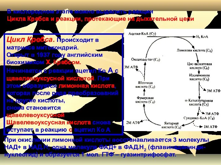 Цикл Кребса. Происходит в матриксе митохондрий. Открыт в 1937 году английским
