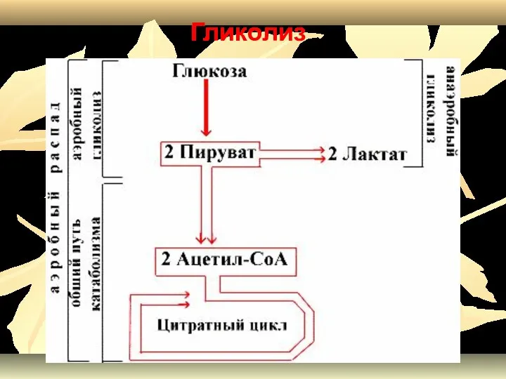 Гликолиз