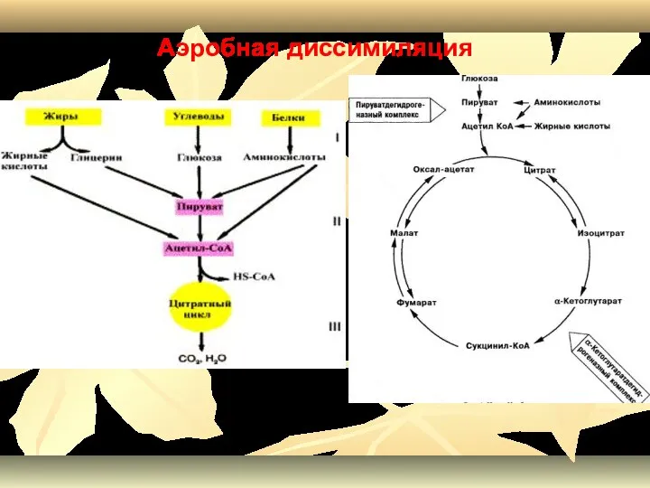 Аэробная диссимиляция
