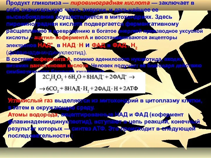 Продукт гликолиза — пировиноградная кислота — заключает в себе значительную часть