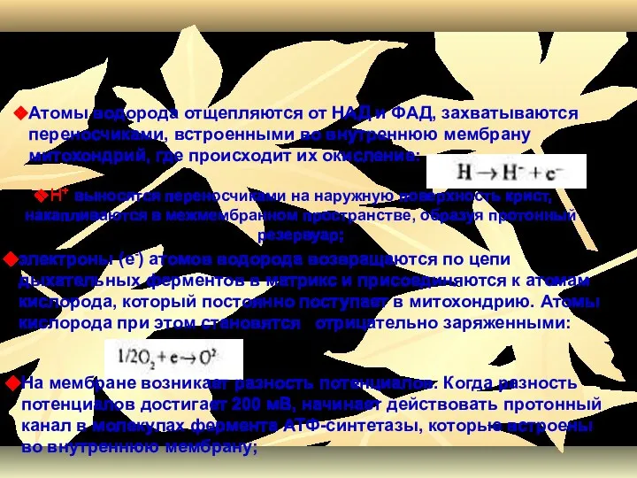 Атомы водорода отщепляются от НАД и ФАД, захватываются переносчиками, встроенными во