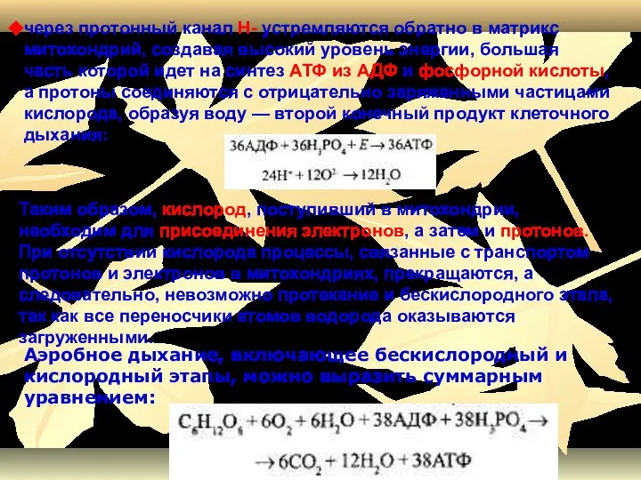 через протонный канал Н- устремляются обратно в матрикс митохондрий, создавая высокий