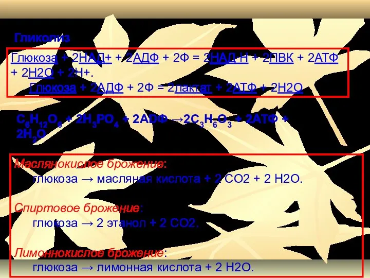 Глюкоза + 2НАД+ + 2АДФ + 2Ф = 2НАД∙Н + 2ПВК