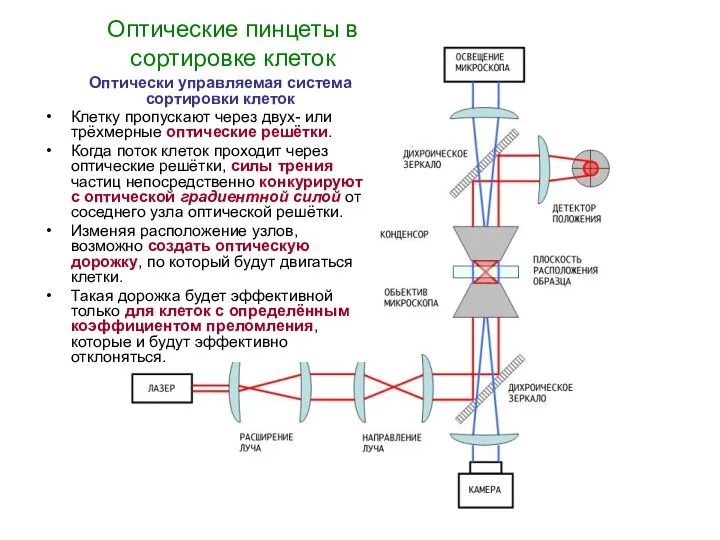 Оптические пинцеты в сортировке клеток Оптически управляемая система сортировки клеток Клетку