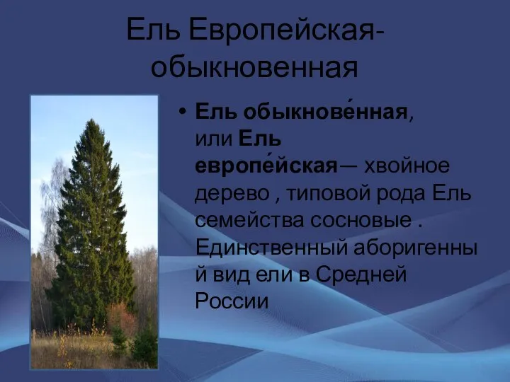 Ель Европейская-обыкновенная Ель обыкнове́нная, или Ель европе́йская— хвойное дерево , типовой