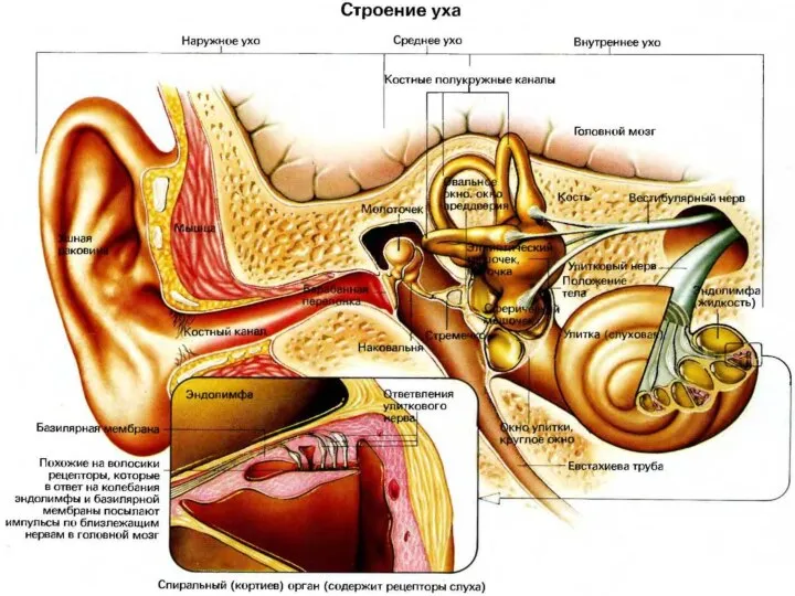 Анатомия уха