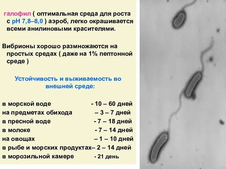 галофил ( оптимальная среда для роста с рН 7,8–8,0 ) аэроб,