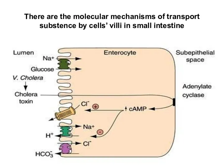There are the molecular mechanisms of transport substence by cells’ villi in small intestine
