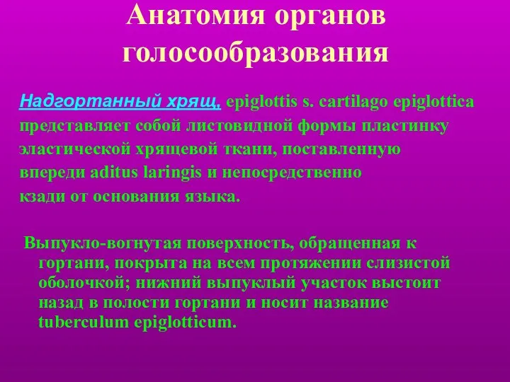 Анатомия органов голосообразования Надгортанный хрящ, epiglottis s. cartilago epiglottica представляет собой