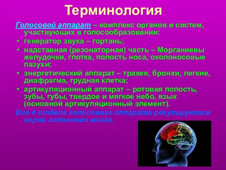 Терминология Голосовой аппарат – комплекс органов и систем, участвующих в голосообразовании: