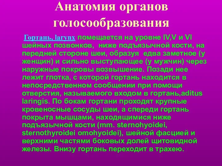 Анатомия органов голосообразования Гортань, larynx помещается на уровне IV,V и VI