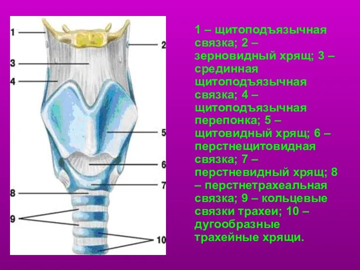 1 – щитоподъязычная связка; 2 – зерновидный хрящ; 3 – срединная