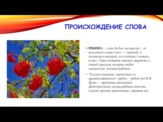 ПРОИСХОЖДЕНИЕ СЛОВА РЯБИНА - (лат.Sorbus aucuparia) - от кельтского слова «sor»