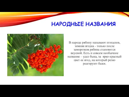 НАРОДНЫЕ НАЗВАНИЯ В народе рябину называют птицелов, зимняя ягодка - только