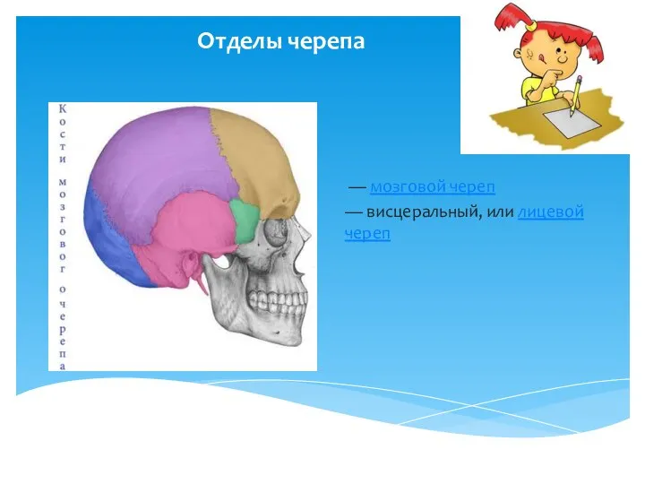 Отделы черепа — мозговой череп — висцеральный, или лицевой череп