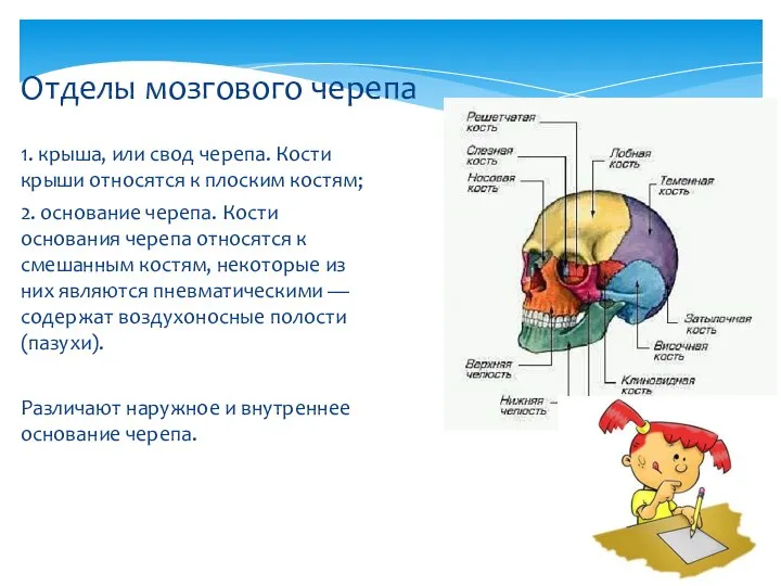 1. крыша, или свод черепа. Кости крыши относятся к плоским костям;