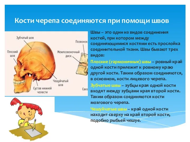 Кости черепа соединяются при помощи швов Швы – это один из