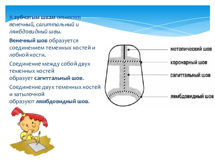 К зубчатым швам относят венечный, сагиттальный и лямбдовидный швы. Венечный шов