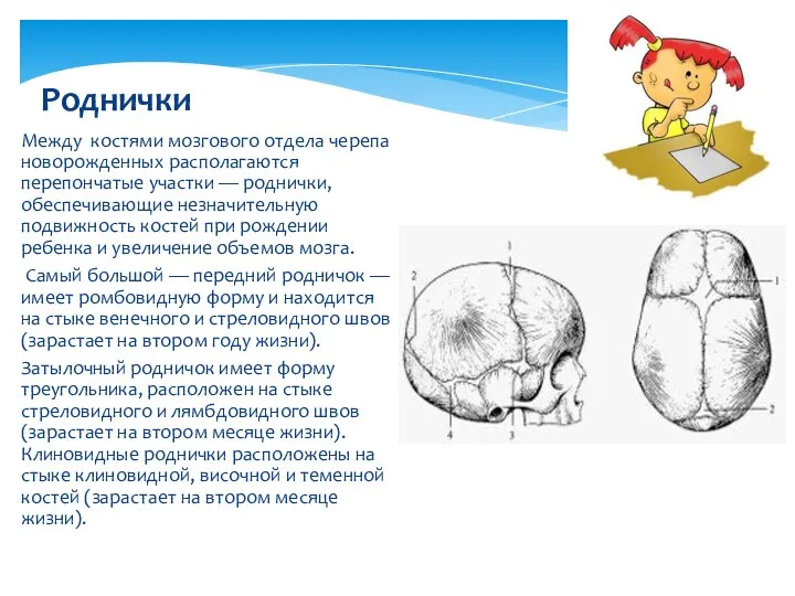 Между костями мозгового отдела черепа новорожденных располагаются перепончатые участки — роднички,