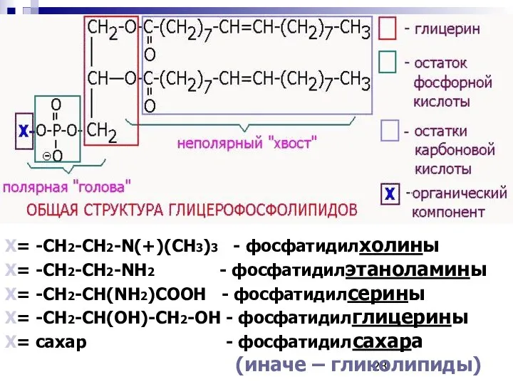 Х= -СH2-CH2-N(+)(СН3)3 - фосфатидилхолины Х= -СН2-СН2-NH2 - фосфатидилэтаноламины Х= -СН2-СН(NH2)COOH -