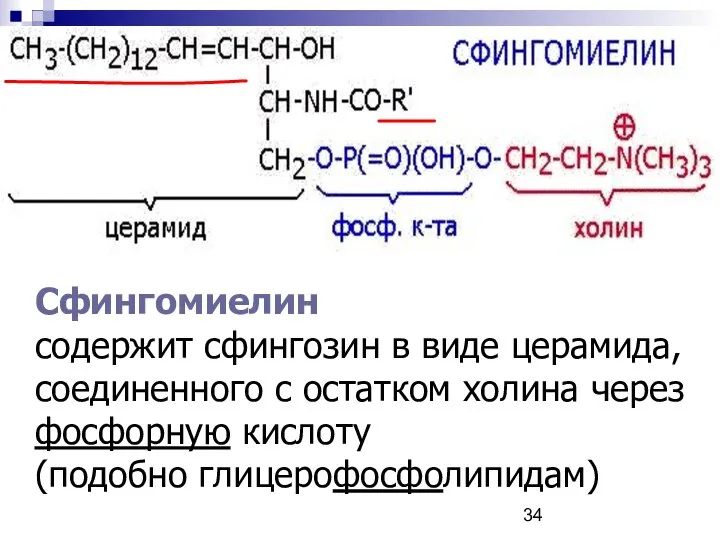 Сфингомиелин содержит сфингозин в виде церамида, соединенного с остатком холина через фосфорную кислоту (подобно глицерофосфолипидам)