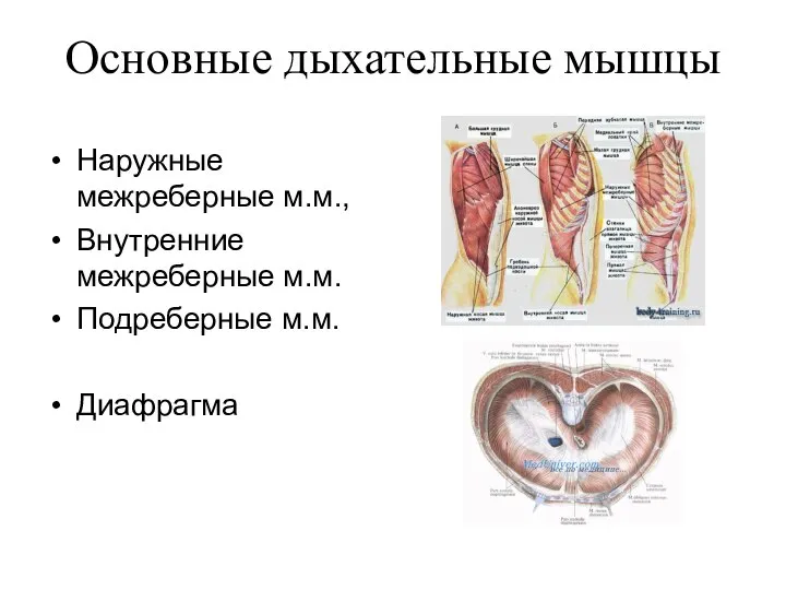 Основные дыхательные мышцы Наружные межреберные м.м., Внутренние межреберные м.м. Подреберные м.м. Диафрагма