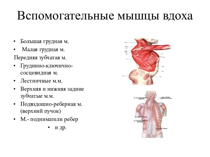 Вспомогательные мышцы вдоха Большая грудная м. Малая грудная м. Передняя зубчатая