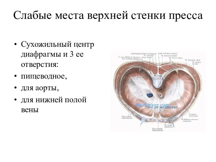 Слабые места верхней стенки пресса Сухожильный центр диафрагмы и 3 ее