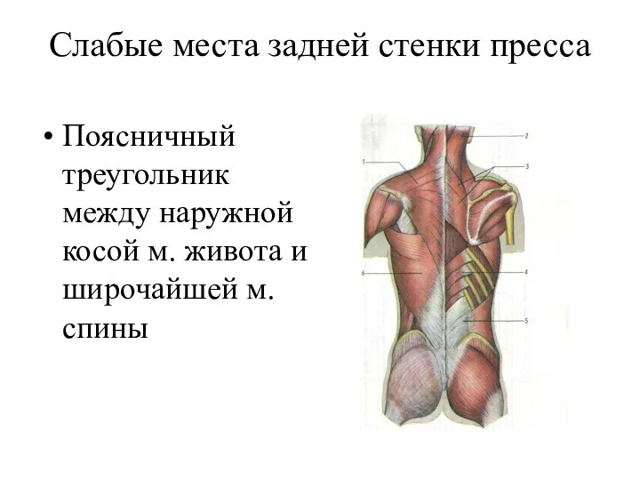 Слабые места задней стенки пресса Поясничный треугольник между наружной косой м. живота и широчайшей м. спины