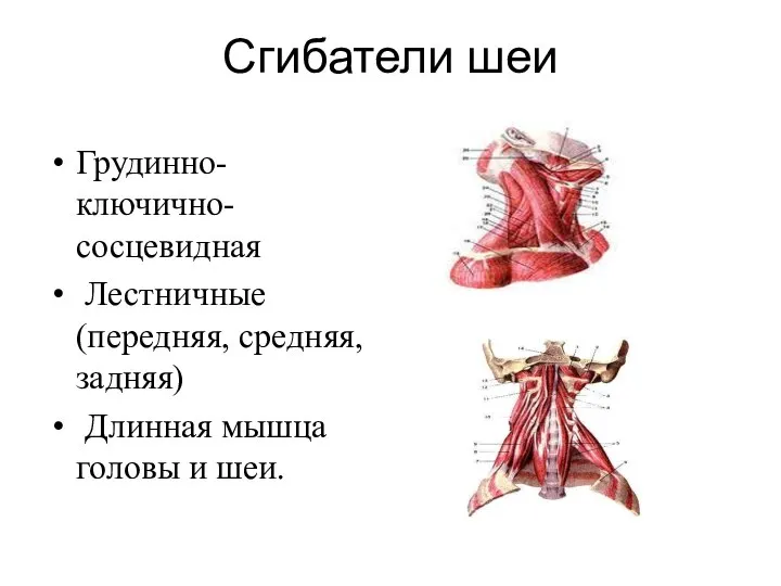 Сгибатели шеи Грудинно-ключично-сосцевидная Лестничные (передняя, средняя, задняя) Длинная мышца головы и шеи.